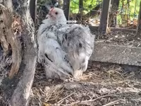 Kočin — fotografija 1