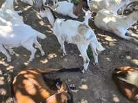 பெண் வெள்ளாடு, வெள்ளாடுகள் — புகைப்படம் 3