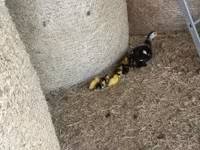 Ducks — foto 7