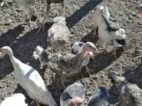 Turkeys — фото 1