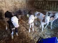 Lembu betina, Simmental cattle — foto 5