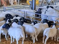 Ram, Dorper sheep — photo 2