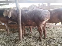 Vædder, Arashan sheep — foto 3