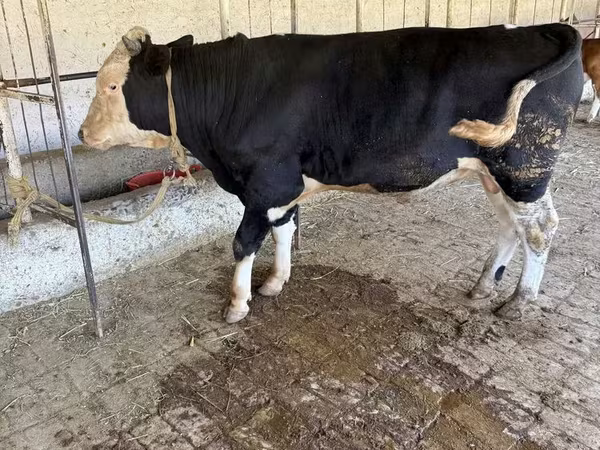 Tyre, Russian Black pied cattle