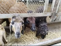 میش, Hissar sheep — عکس 5