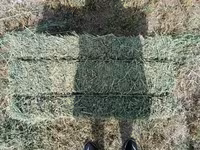 Сено в тюках - Тип: луговое сено, прессованные прямоугольные тюки. - — photo 2
