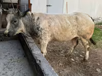 母牛, Belgian Blue — 照片 4