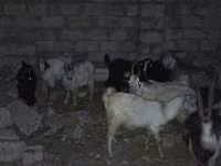 Koç, Koyunlar — foto 3