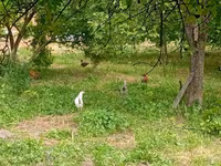 Chickens — عکس 2