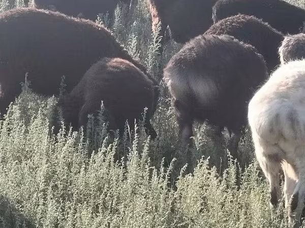 Baran, Owce — Kazachstan