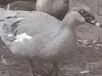 Ducks — Foto 2