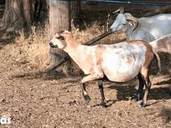 Модагӯсфанд, Cameroon sheep