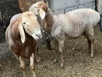 Baran, Arashan sheep — zdjęcie 6