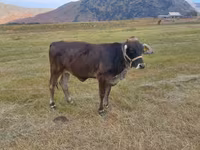 گاو نر, گاو — عکس 2