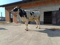 Lembu betina, Holstein breed — foto 2