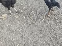 Shamo chickens — foto 8