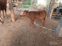 گاو ماده, Red Estonian cattle — عکس 3