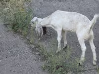 بز ماده, Beetal goats — عکس 3