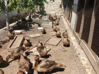 Ducks — foto 2