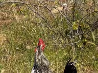 Chickens — Foto 4