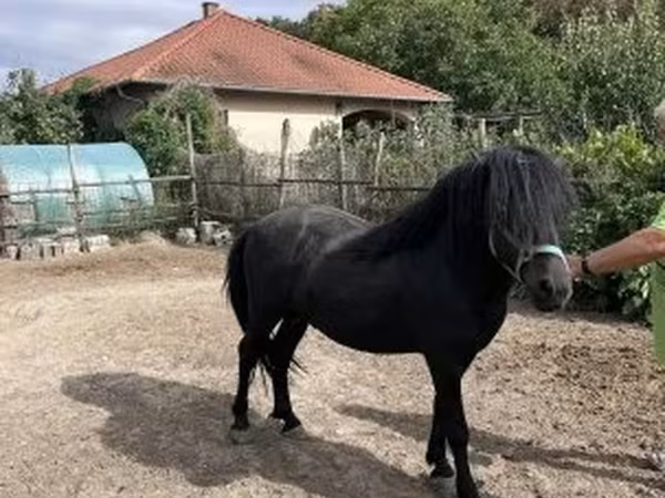 Kůň, Welsh Cob