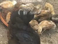 Chickens — عکس 3