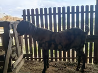 بز نر, Kamori goats — عکس 1