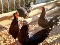 Australorp — fotografija 8
