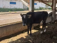 Mucca, Bovini — foto 1