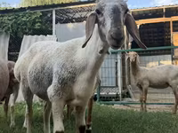 Får, Arashan sheep — foto 5