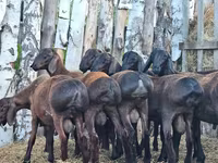 Cừu đực, Hissar sheep — ảnh 8