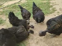 Chickens — foto 4