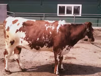 گاو ماده, Swiss cattle — عکس 5