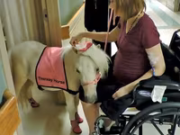 Yegua, Miniature horse — foto 1