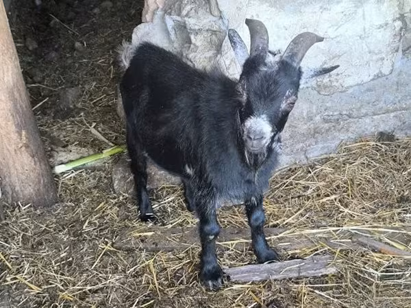 Billy Goat, Goats — Hungary