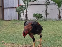 Chickens — รูปภาพ 1