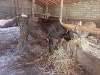 گائے, مویشی — تصویر 1