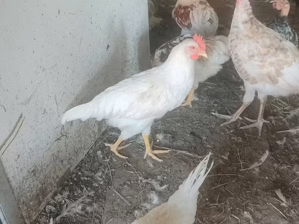 Leghorn