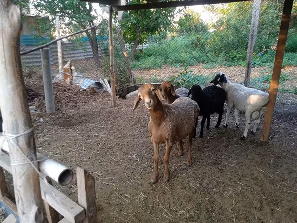 بھیڑ, Hissar sheep