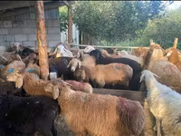 Kambing jantan, Sheep — foto 1