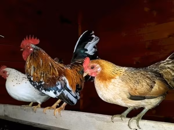 Bantam japonez