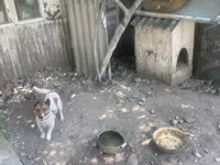 Kiçik ölçülü it evi – it üçün taxta budka - Material: qalın taxta — عکس 3