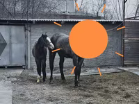 Cavalla, Orlov Trotter — foto 6