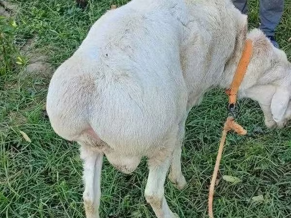 Beran, Arashan sheep