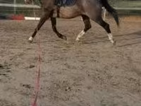 Kůň, Dutch warmblood horse — foto 2