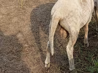 نعجة, Merino sheep — الصورة 2