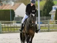 Hingst, Belgian warmblood horse — foto 5