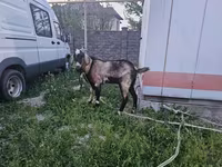 Kozel, Kozy — foto 2
