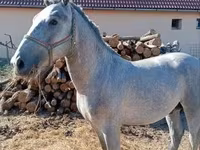 Koń, Lipizzaner — zdjęcie 4