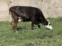 Lembu betina, Cattle — foto 6